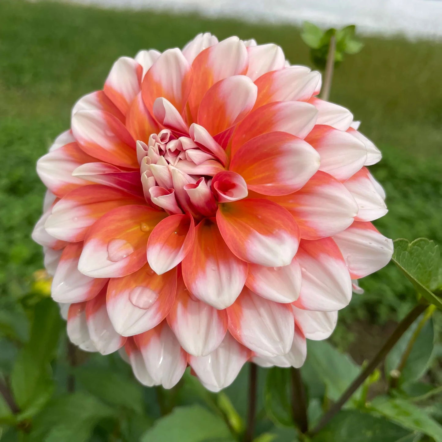Dahlia Tuber - A La Mode