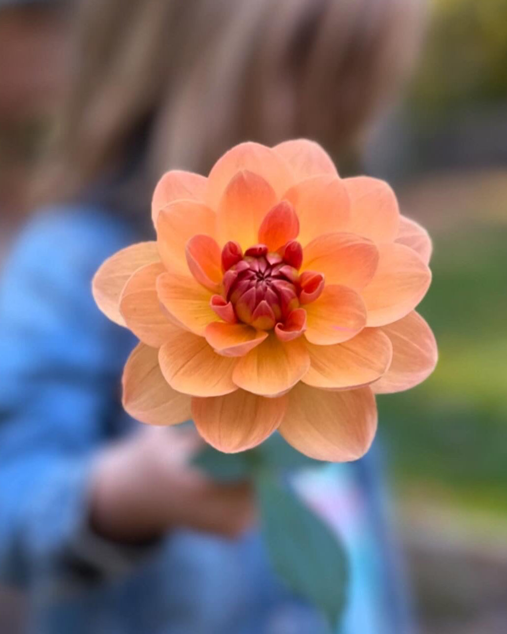 Dahlia Tuber - Apricot Desire