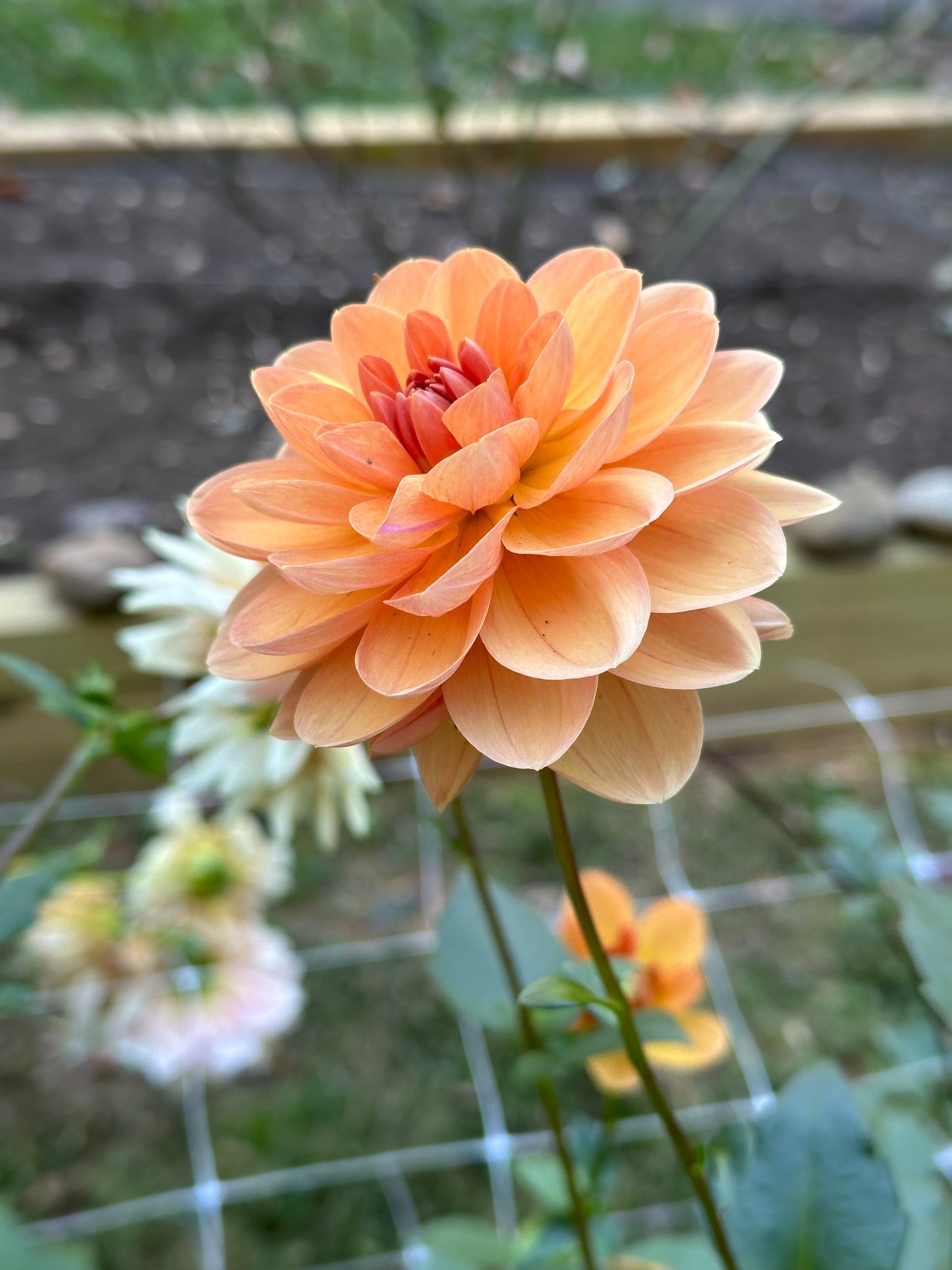 Dahlia Tuber - Apricot Desire