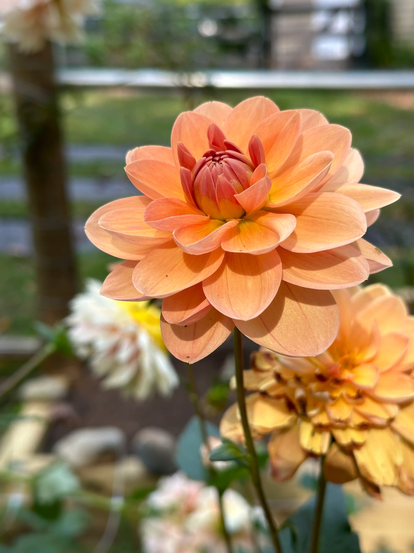 Dahlia Tuber - Apricot Desire