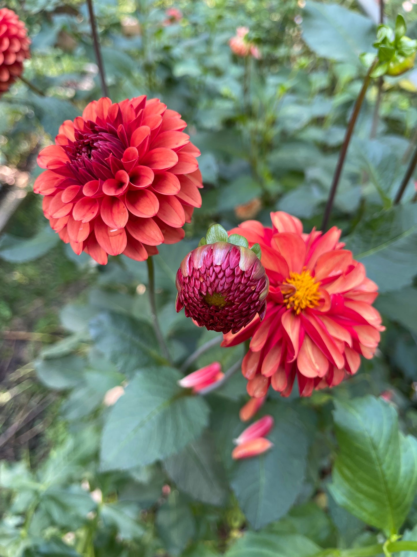 Dahlia Tuber - Brown Sugar