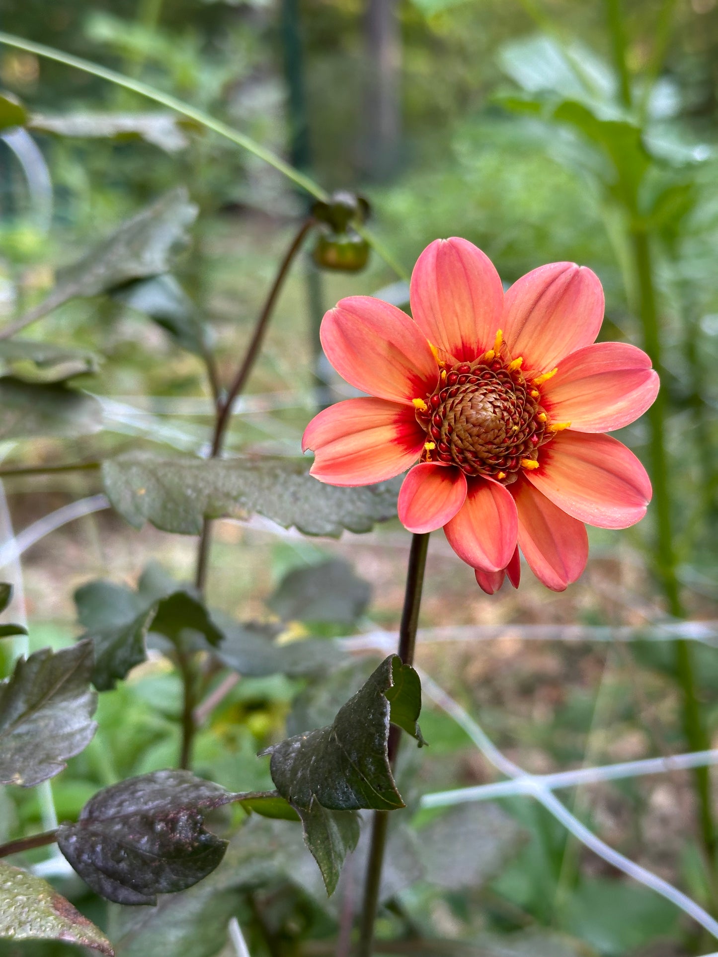 Dahlia Tuber - HS First Love