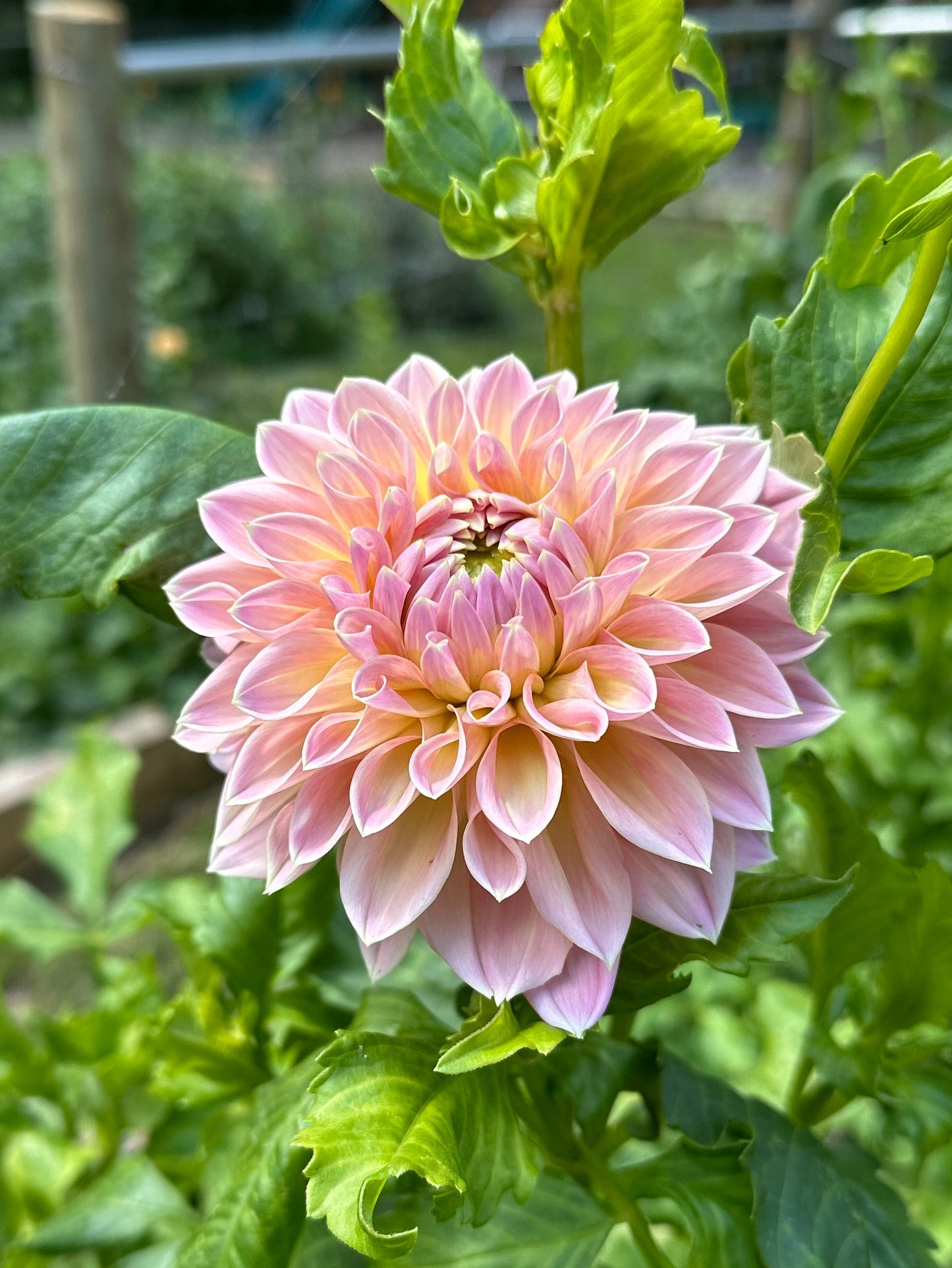 Dahlia Tuber - Castle Drive