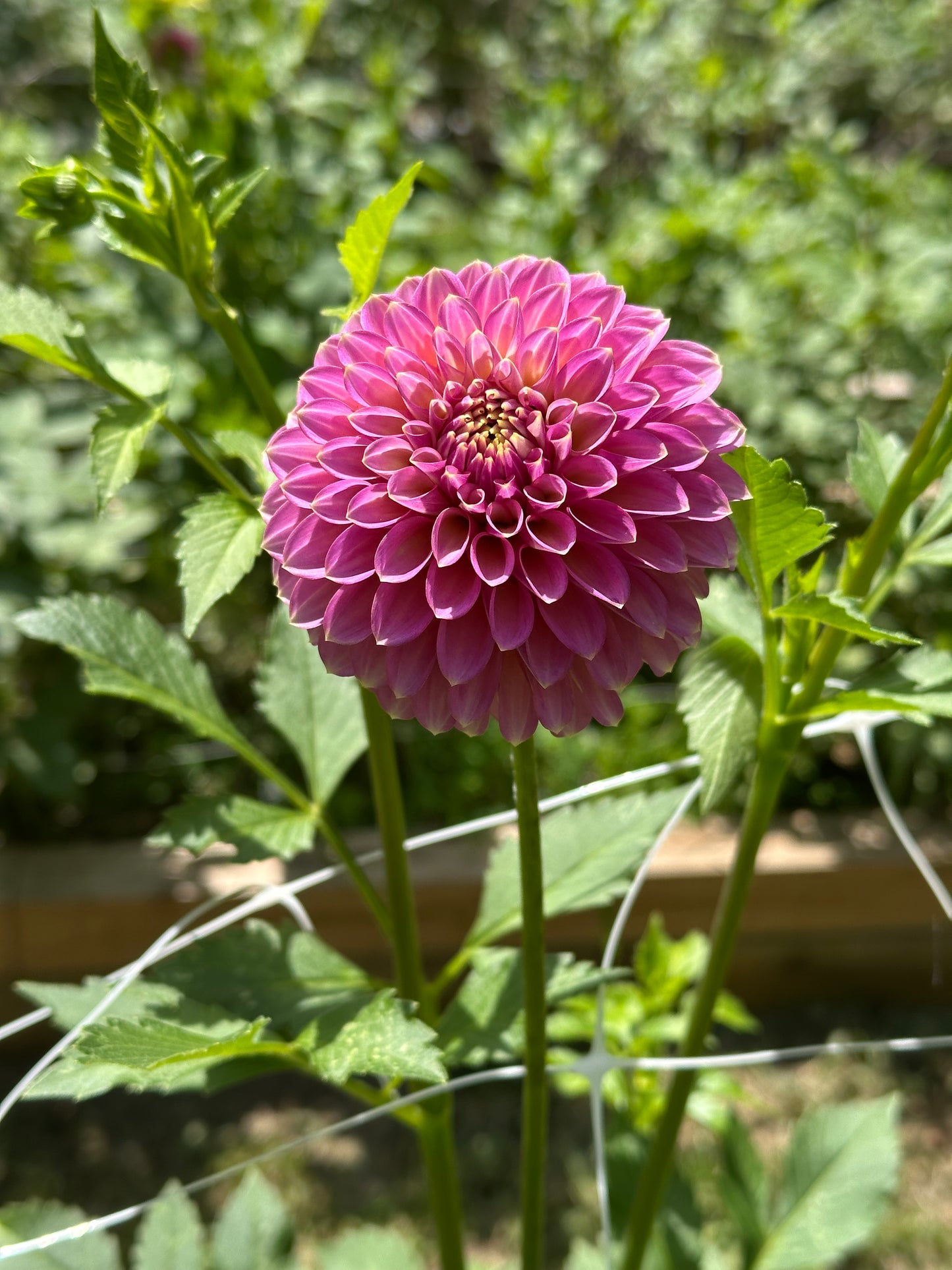Dahlia Tuber - Skipley's Spot o'Gold