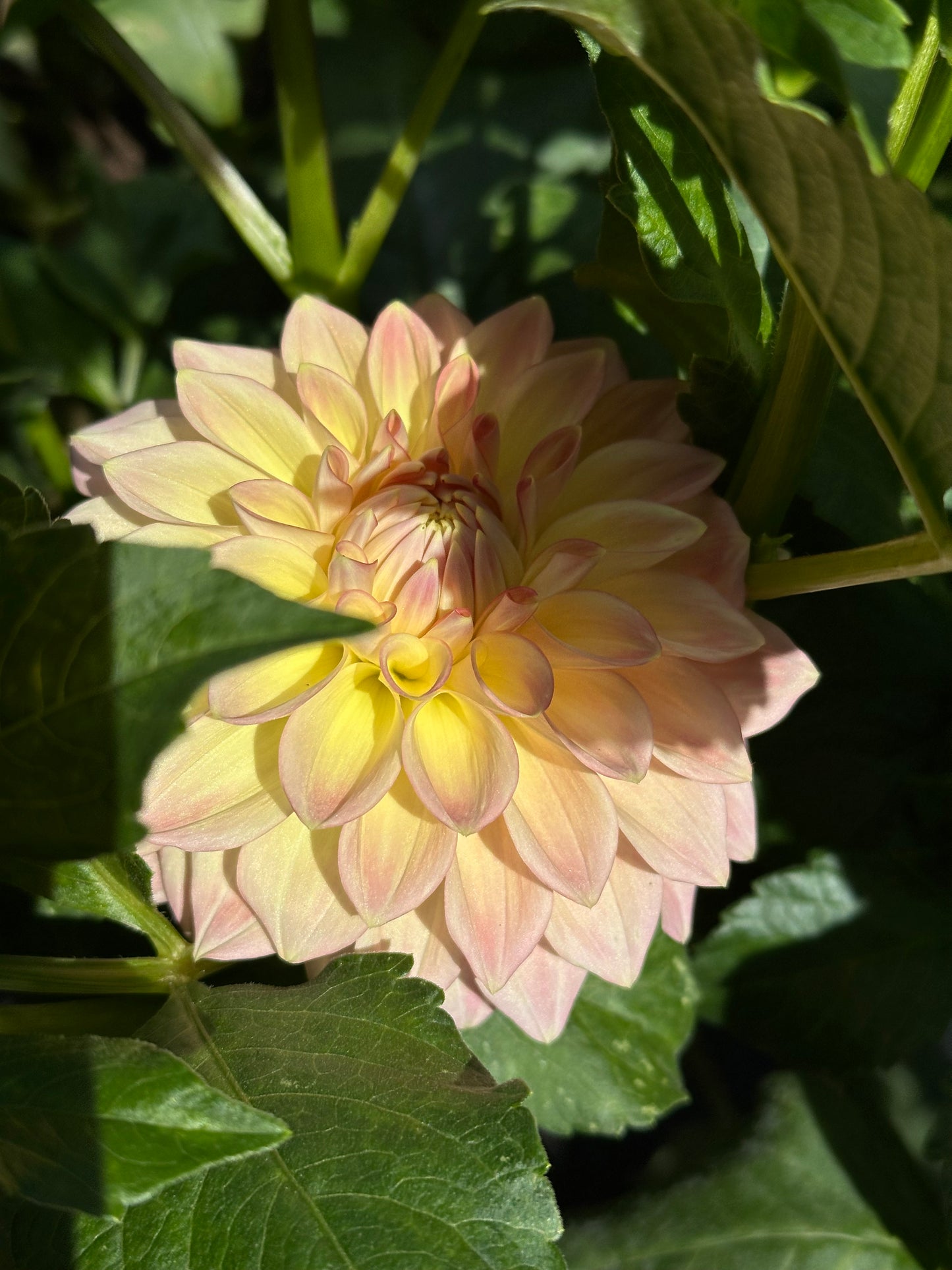 Dahlia Tuber - Wyn's New Pastel