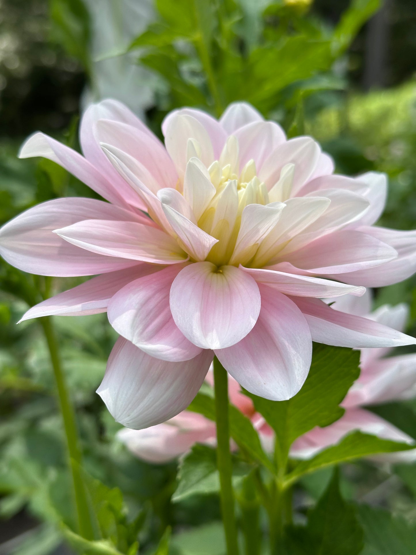 Dahlia Tuber - Innocence