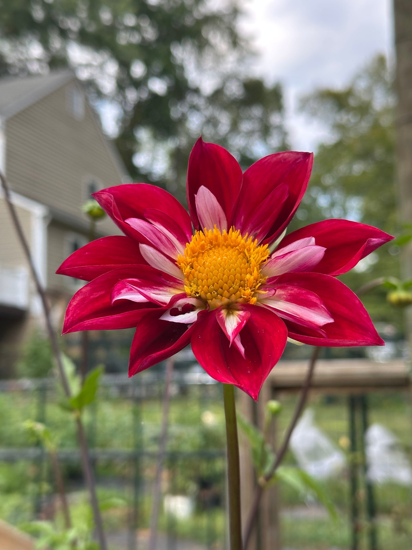 Dahlia Tuber - Thicket's Rescue