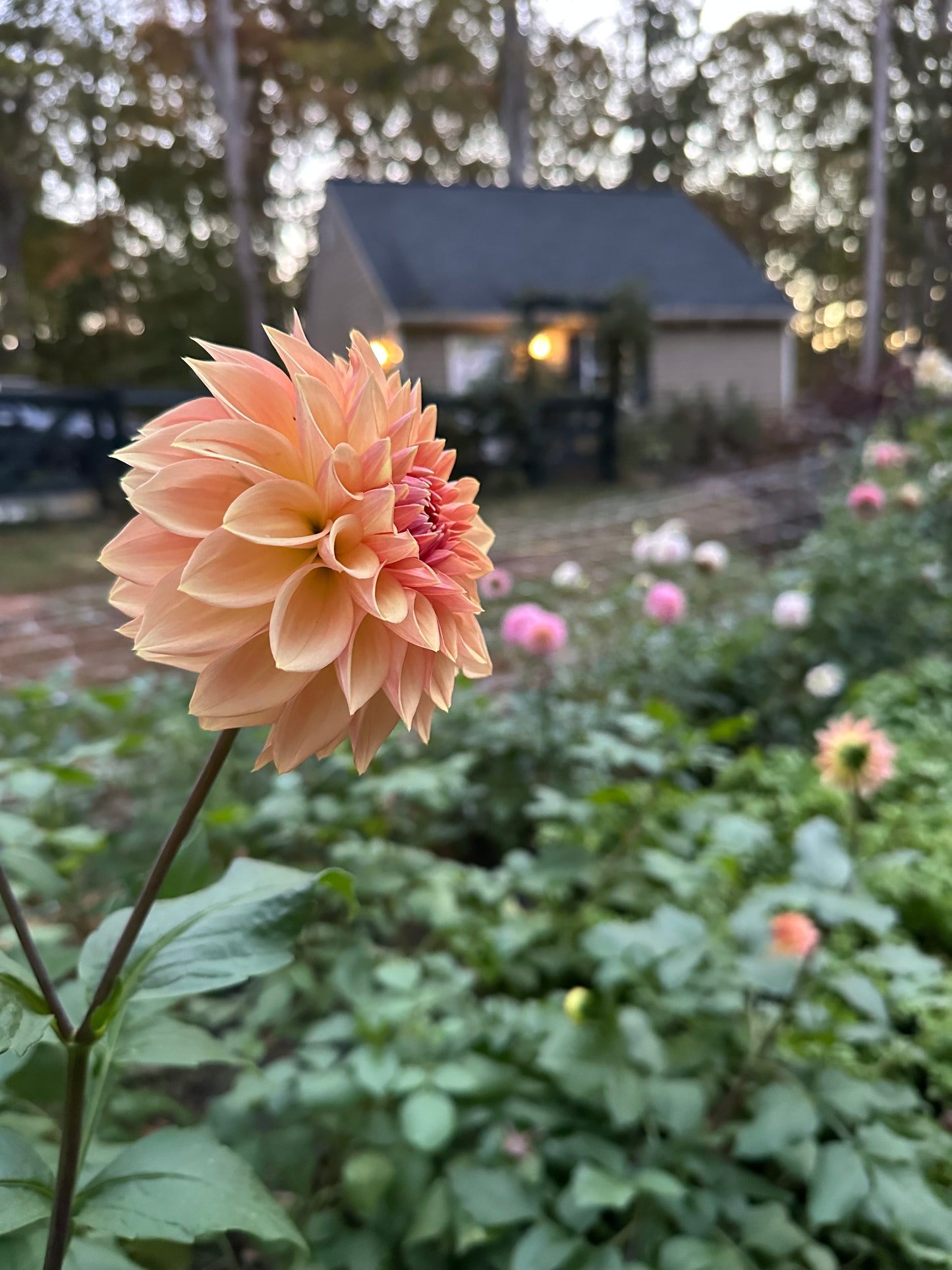 Dahlia Tuber - Bloomquist Alan