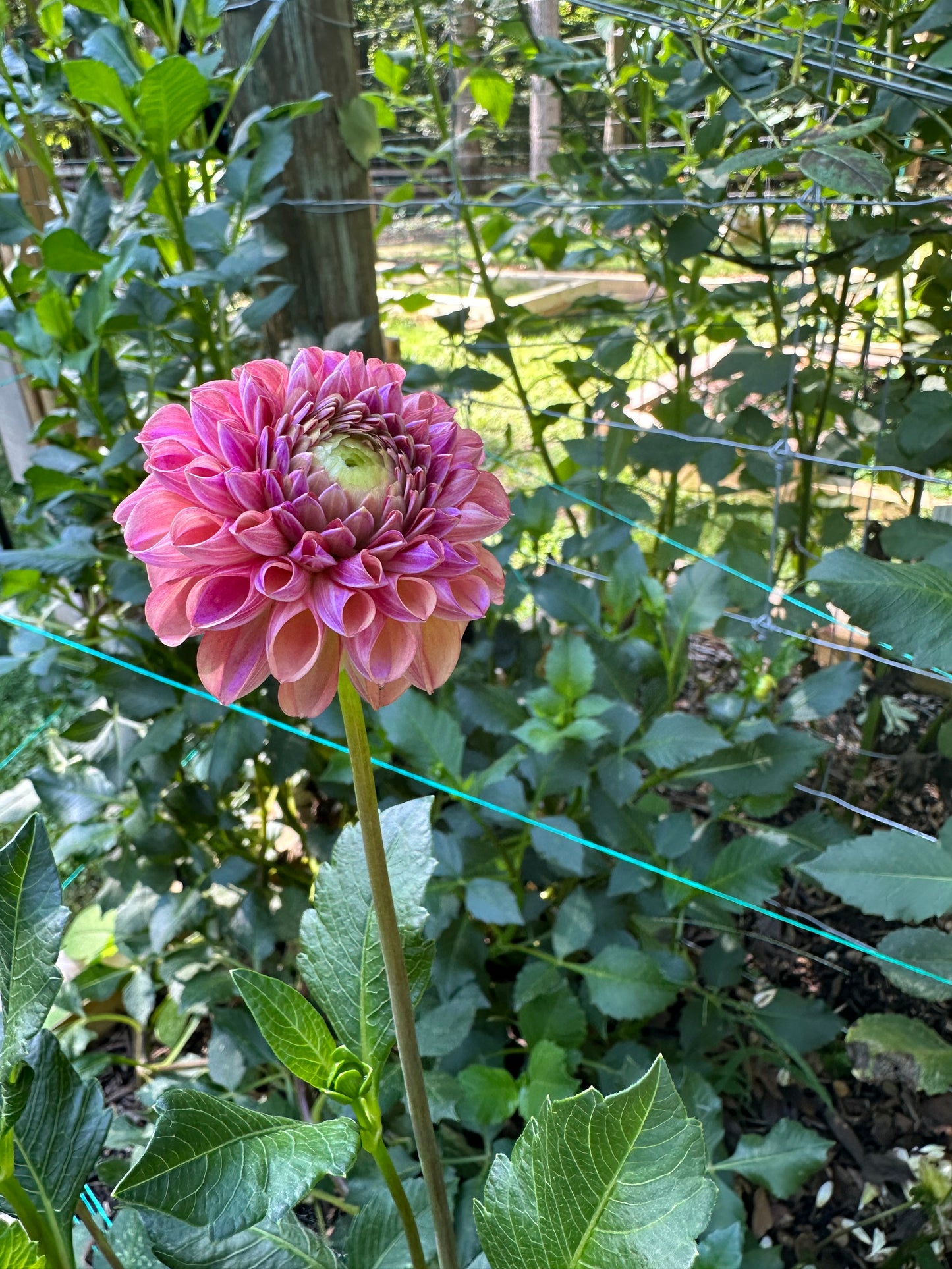 Dahlia Tuber - Caitlin's Joy