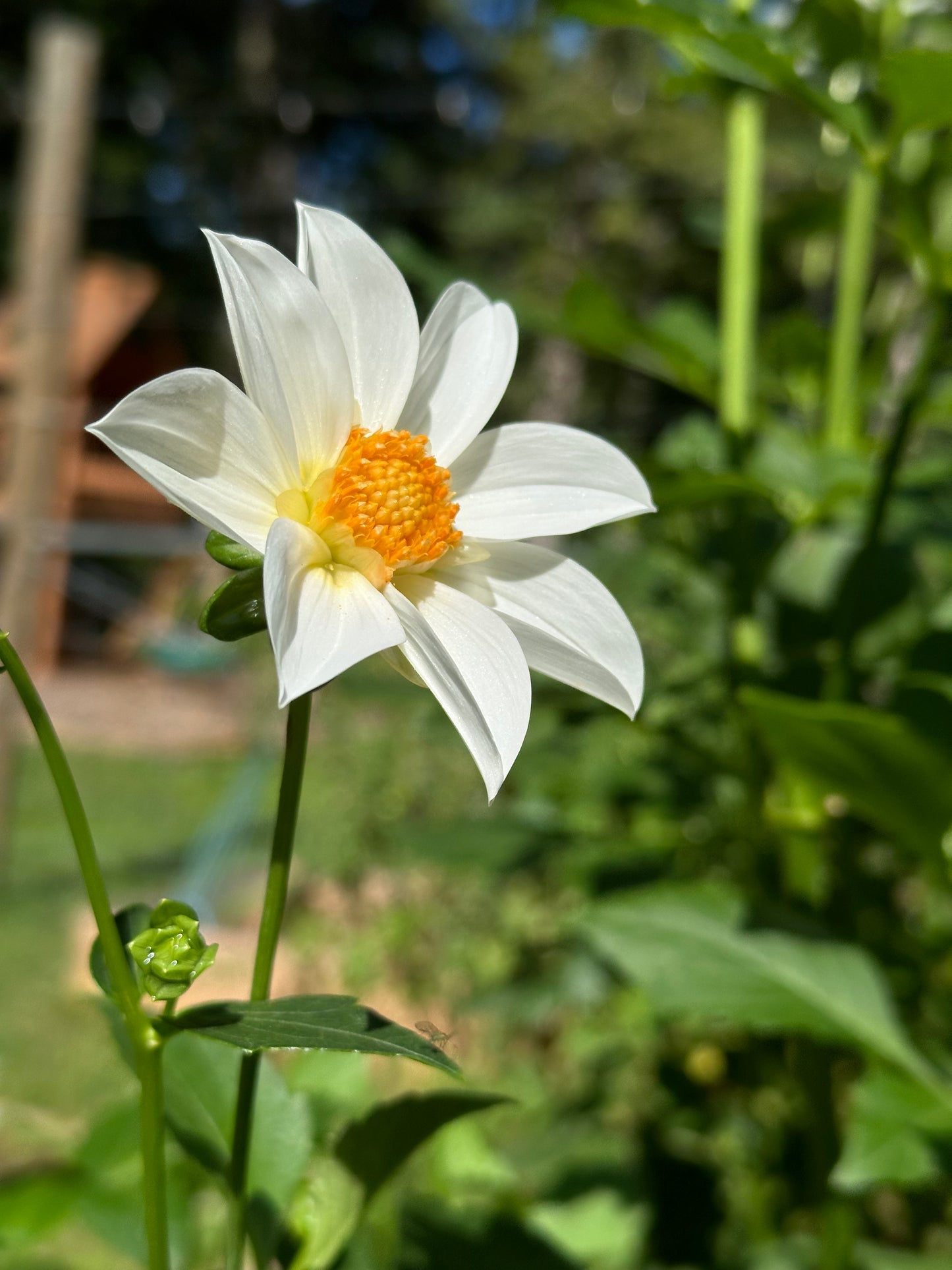 Dahlia Tuber - Mystery White Open Seedling