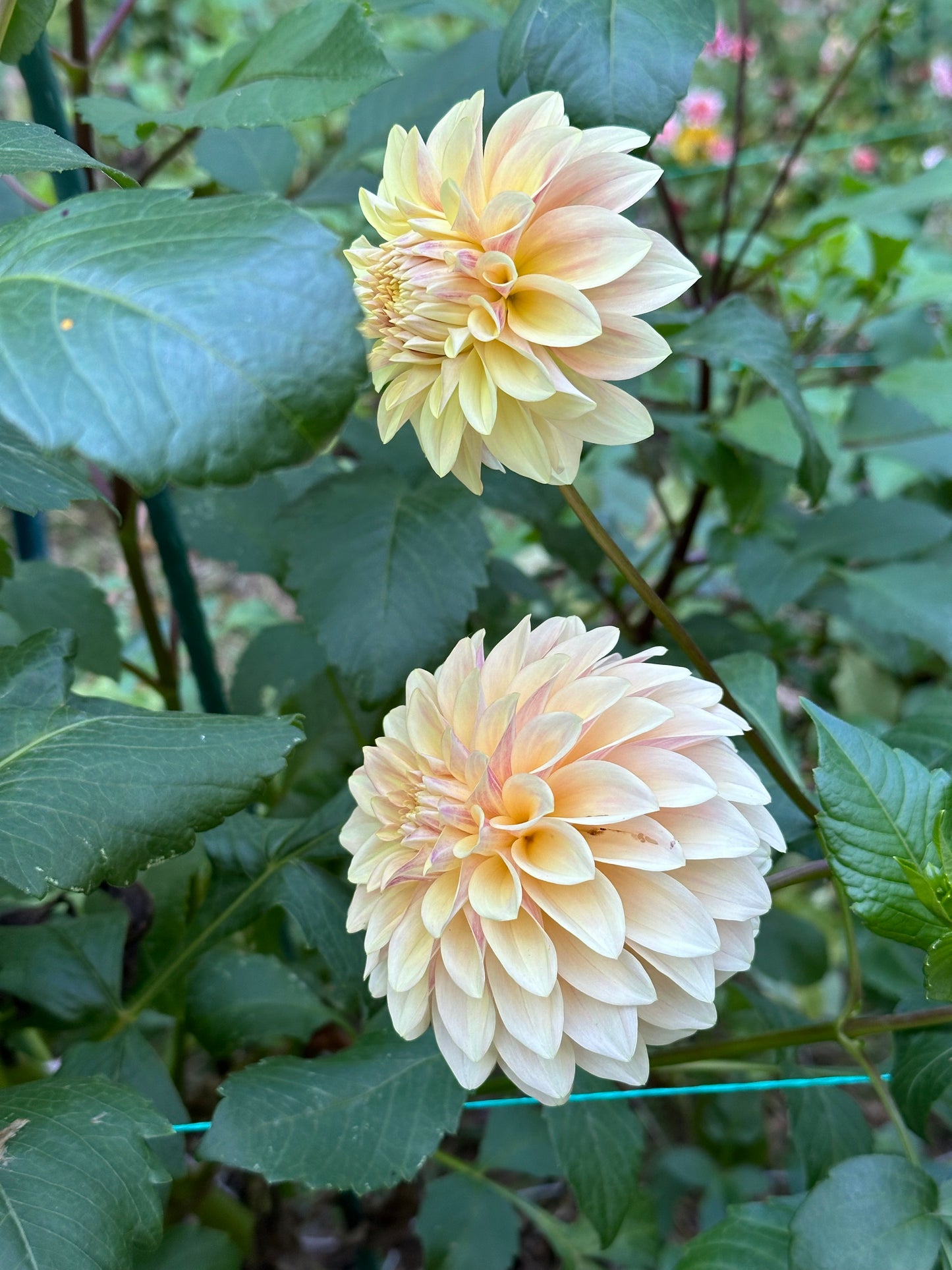 Dahlia Tuber - Miss Amara