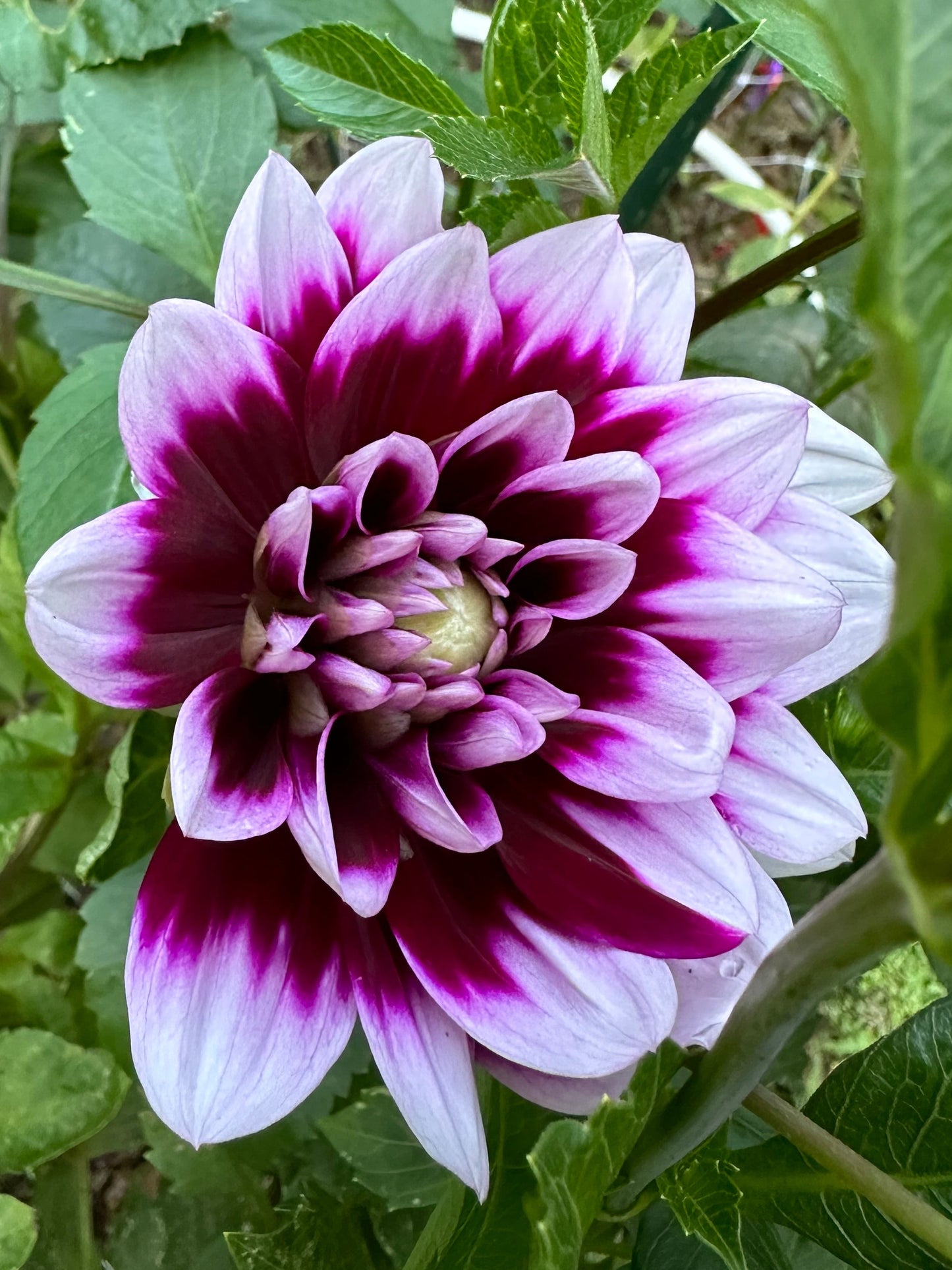 Dahlia Tuber - Mystery Day