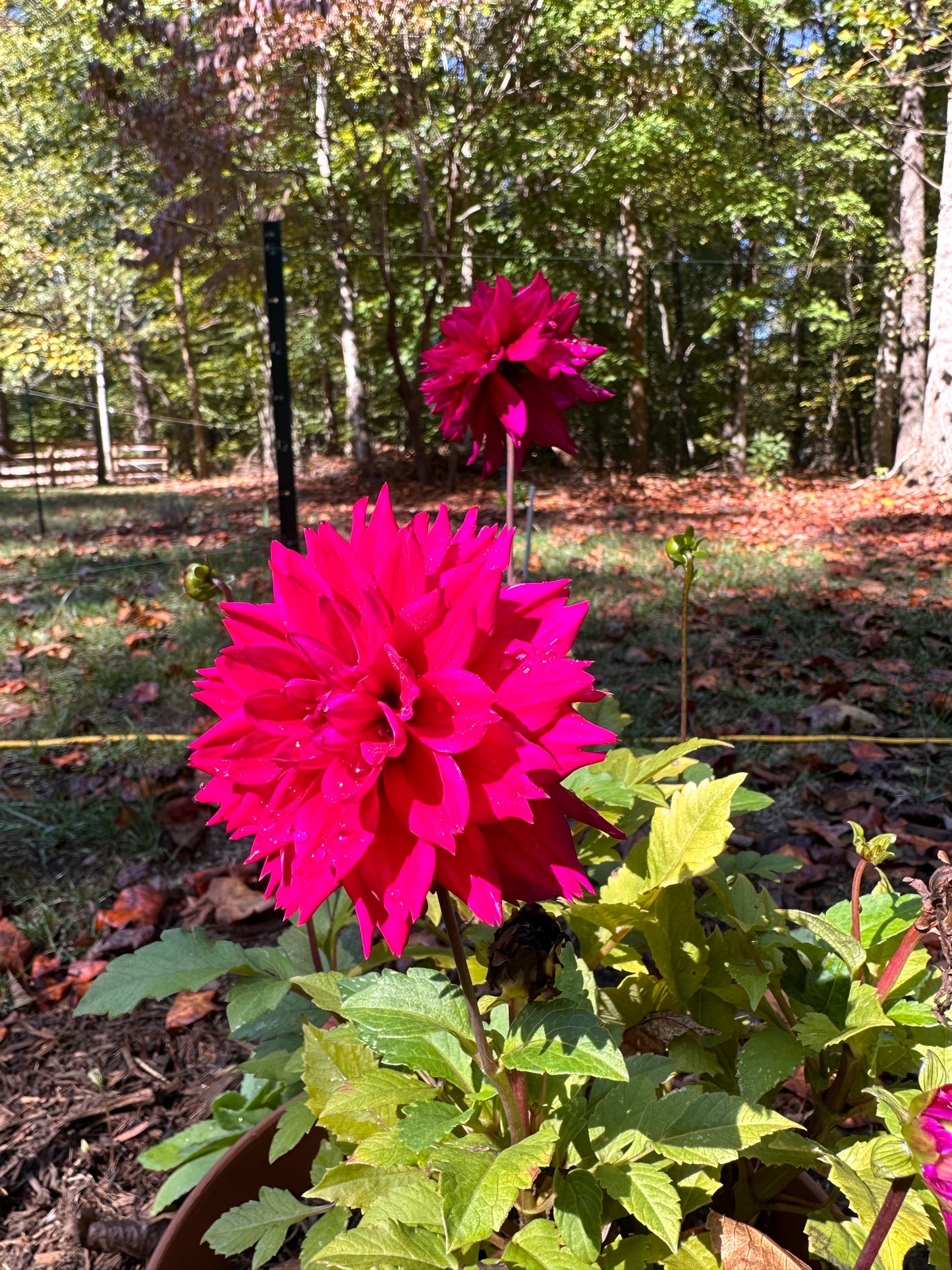 Dahlia Tuber - Mystery Magenta