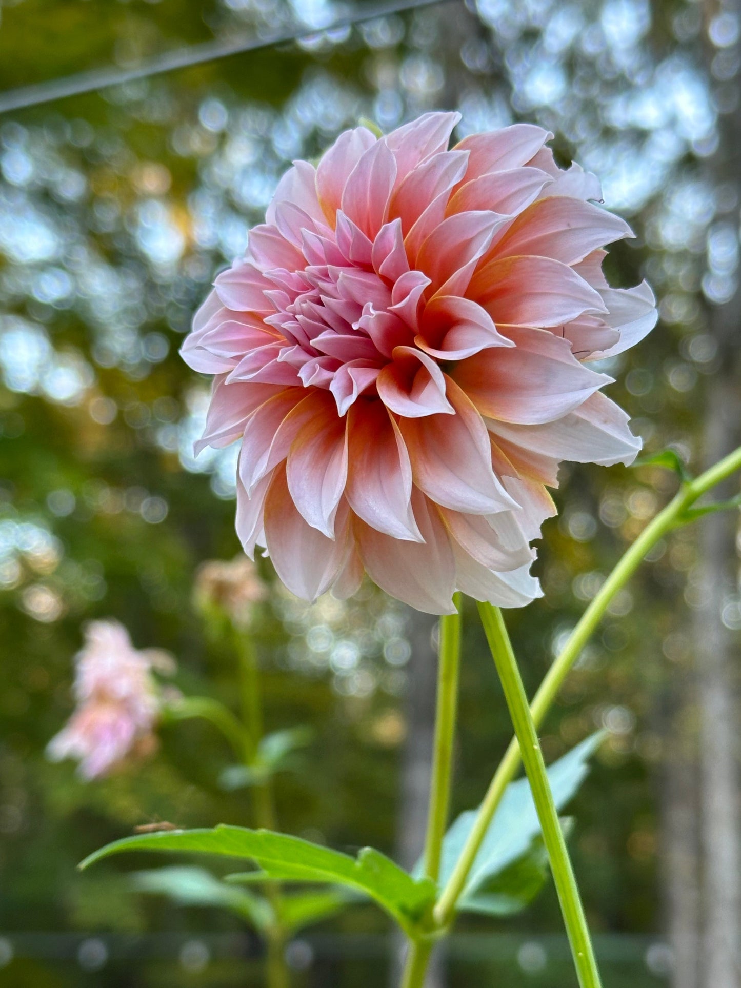 Dahlia Tuber - Peaches 'n' Cream