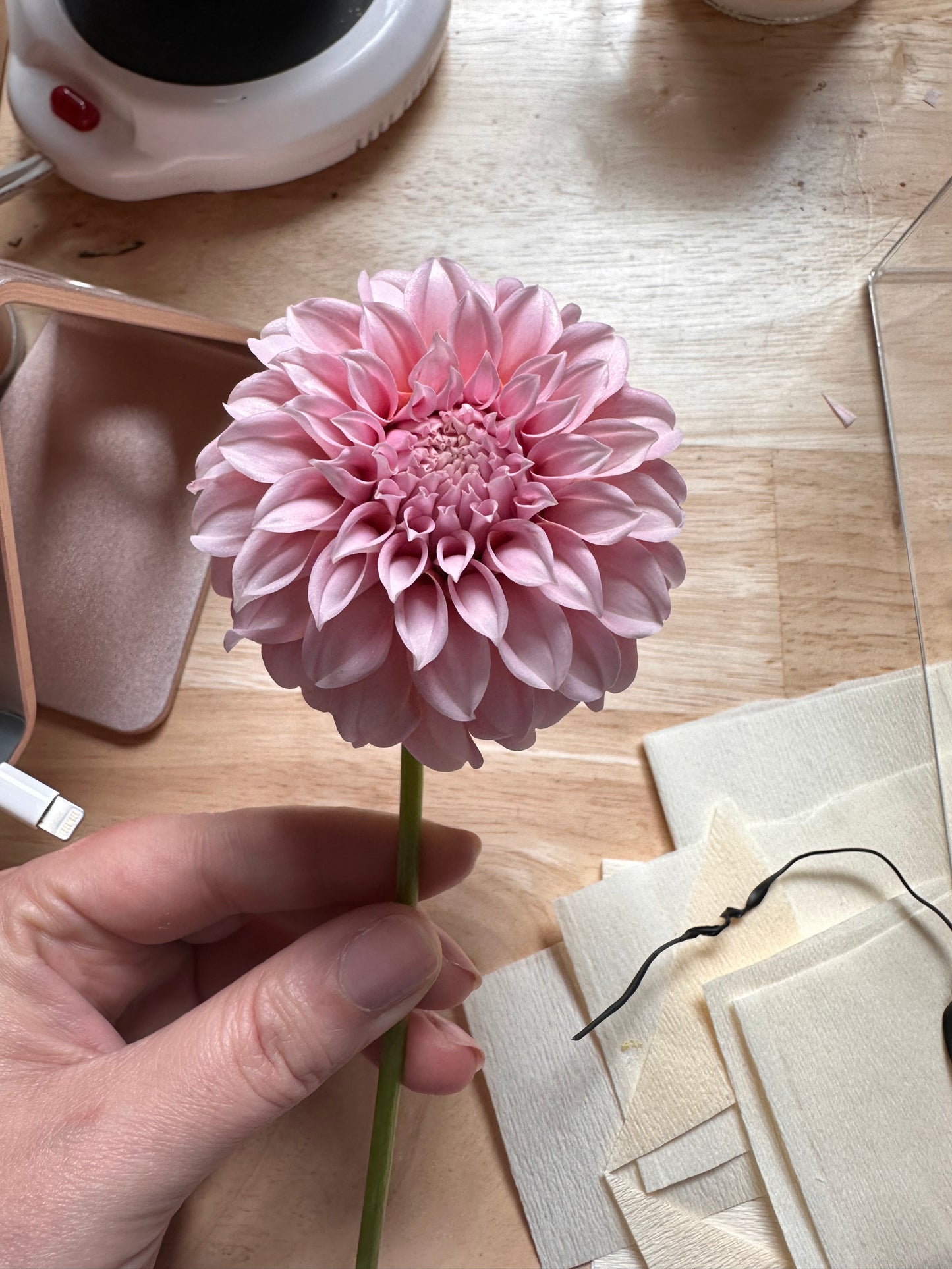 Dahlia Tuber - Peaches 'n' Cream
