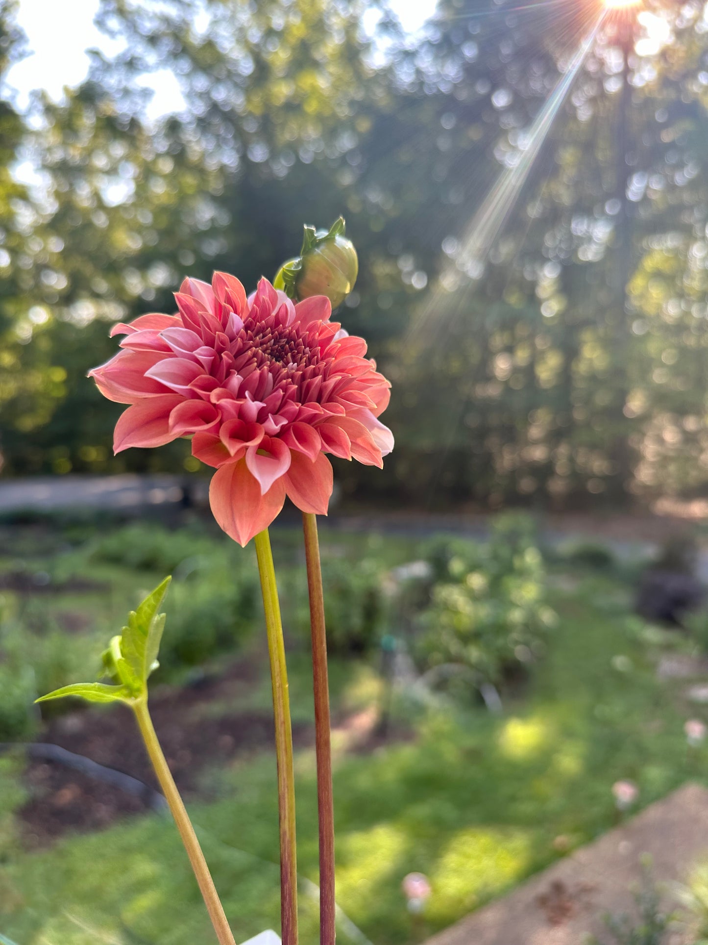 Dahlia Tuber - Peaches 'n' Cream