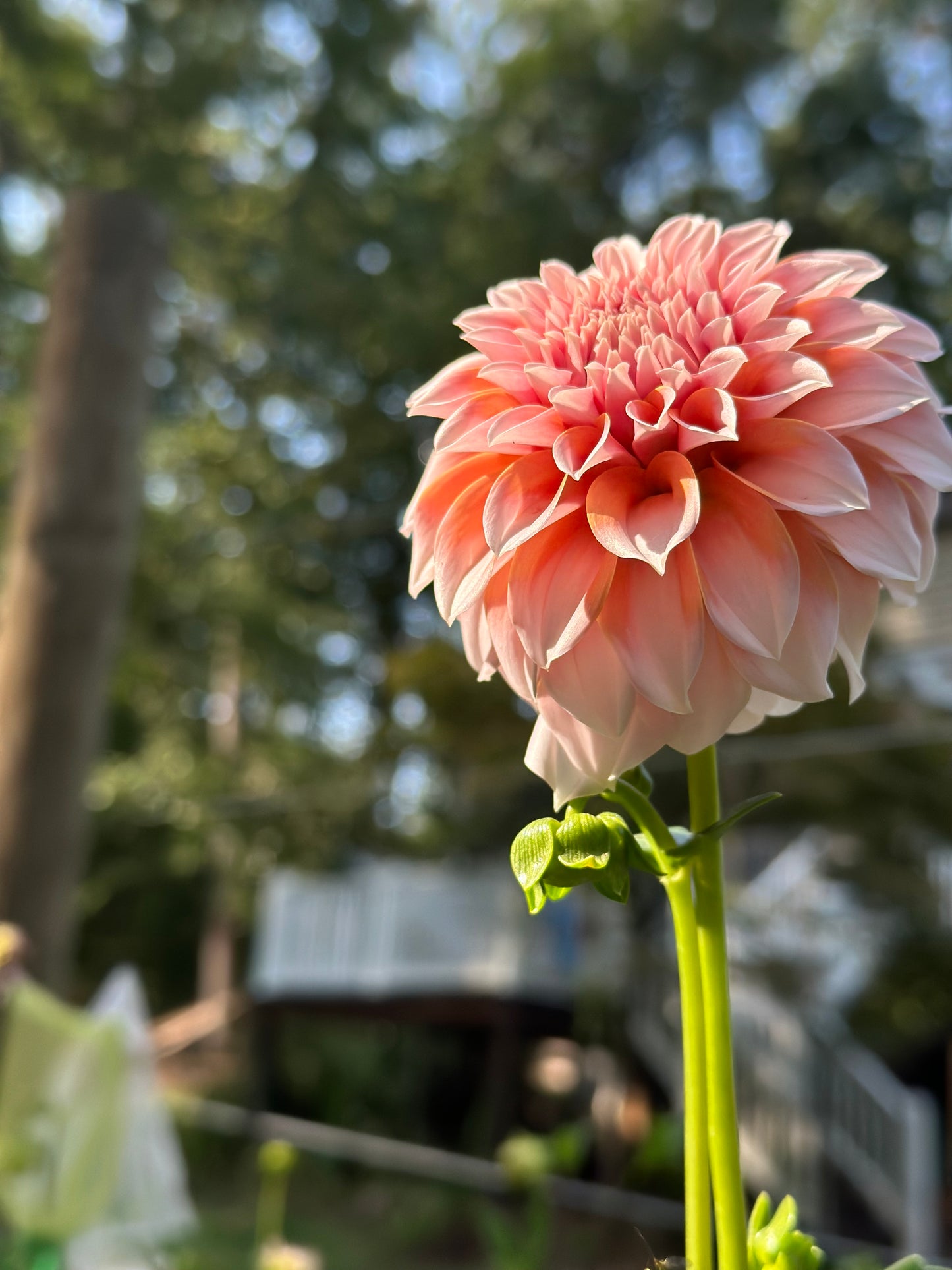 Dahlia Tuber - Peaches 'n' Cream