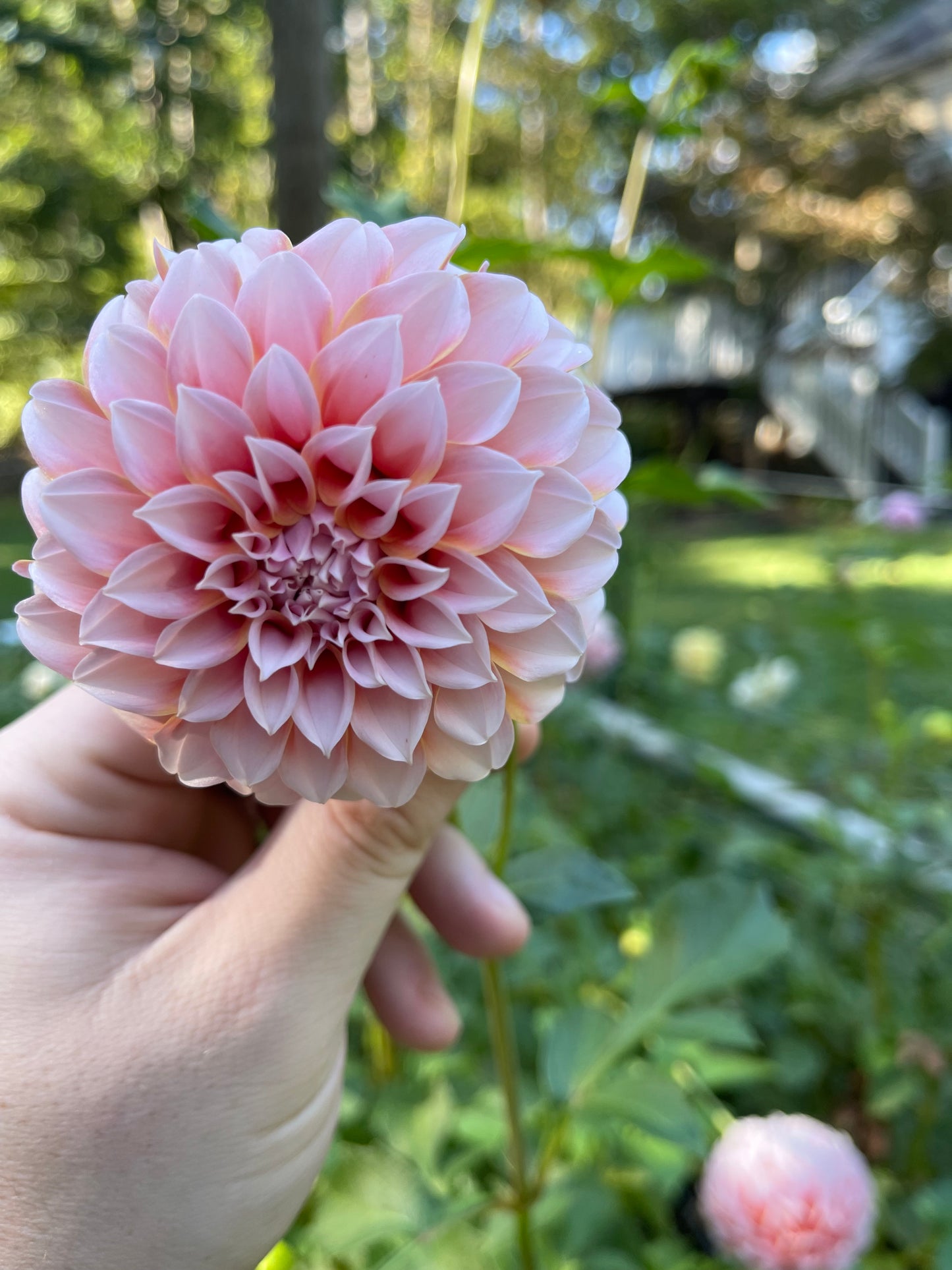 Dahlia Tuber - Peaches 'n' Cream