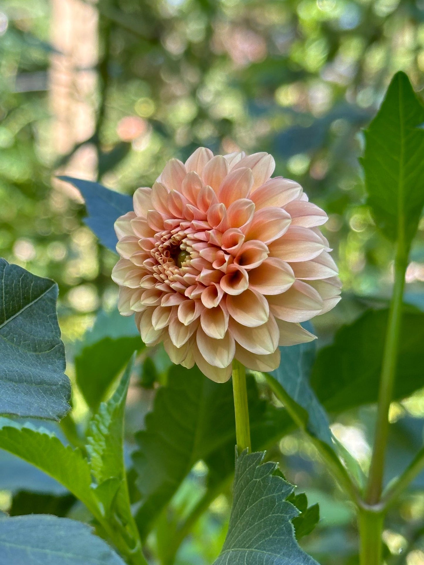 Dahlia Tuber - Rose Toscano