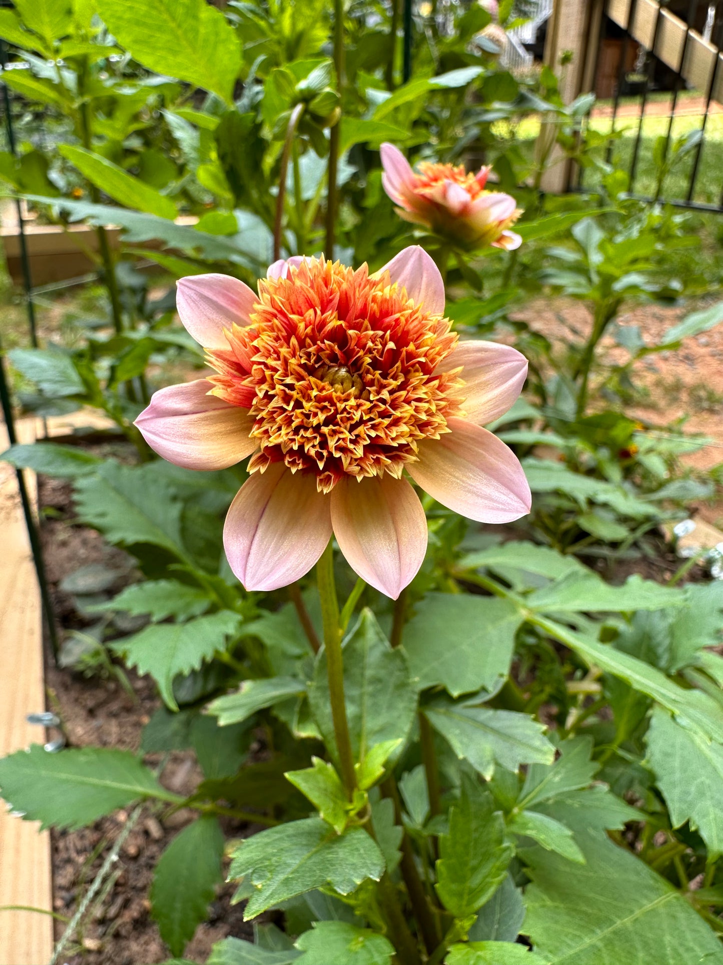 Dahlia Tuber - Totally Tangerine