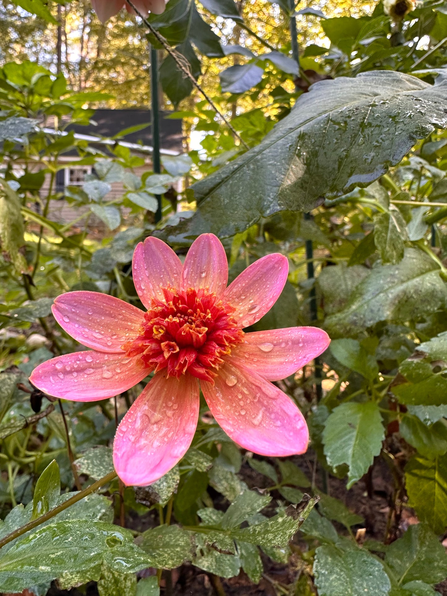 Dahlia Tuber - Totally Tangerine