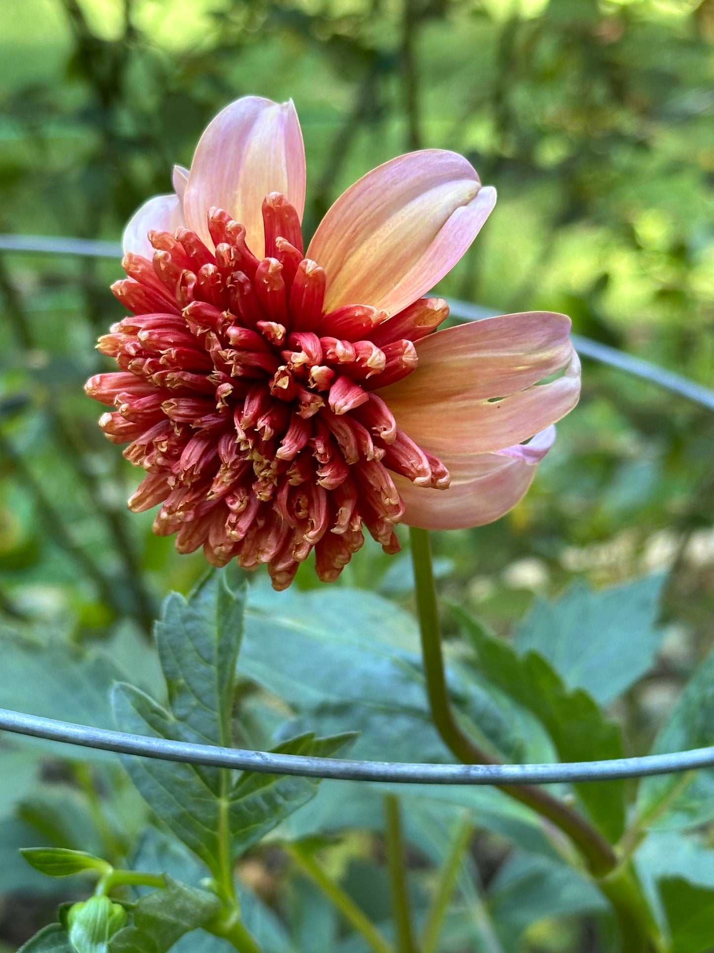 Dahlia Tuber - Totally Tangerine