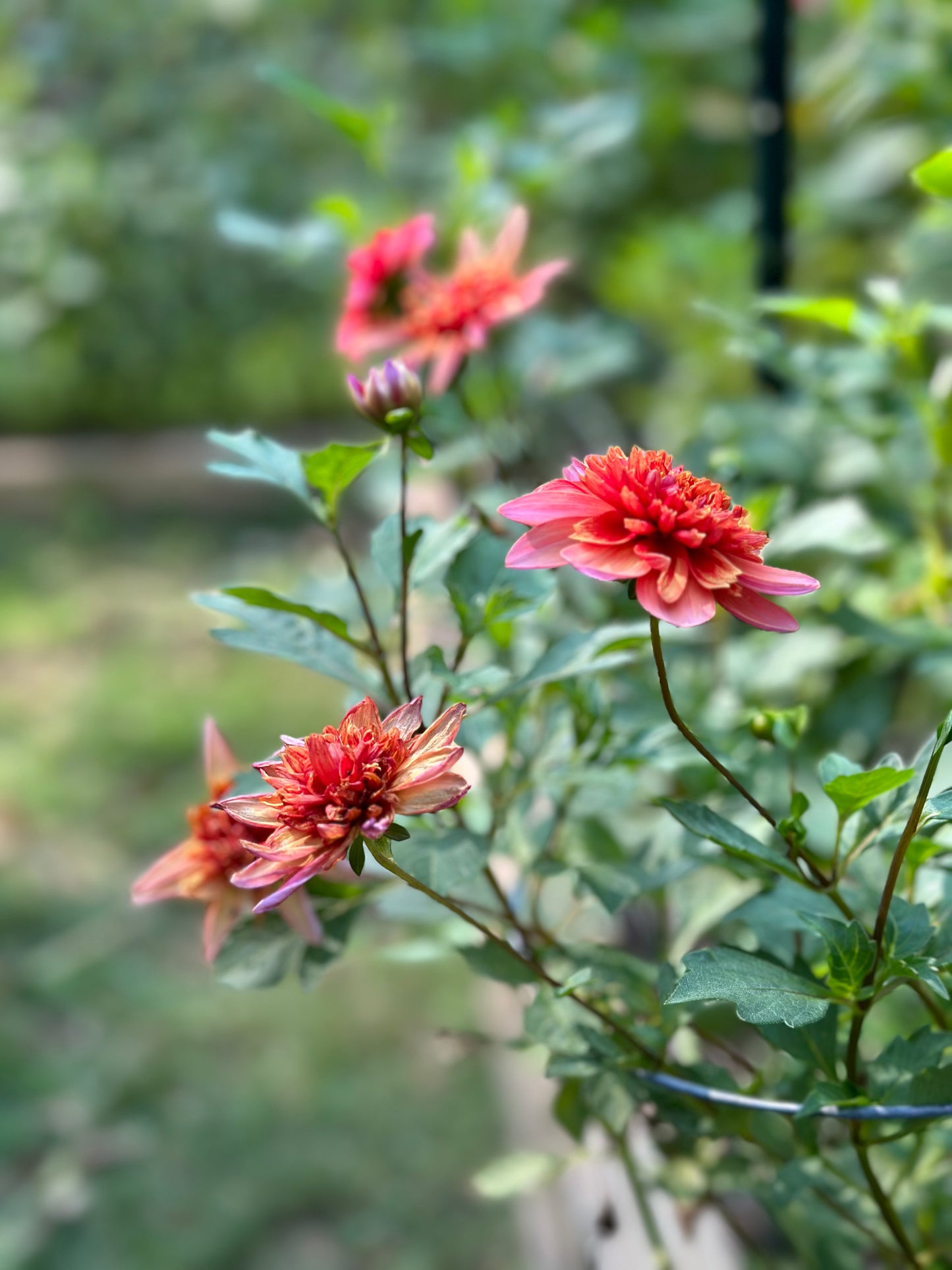 Dahlia Tuber - Totally Tangerine