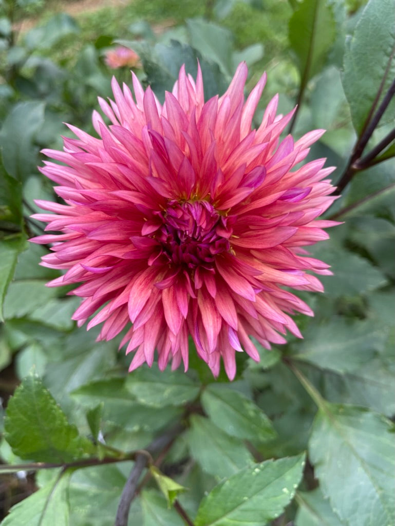 Dahlia Tuber - Sonic Bloom