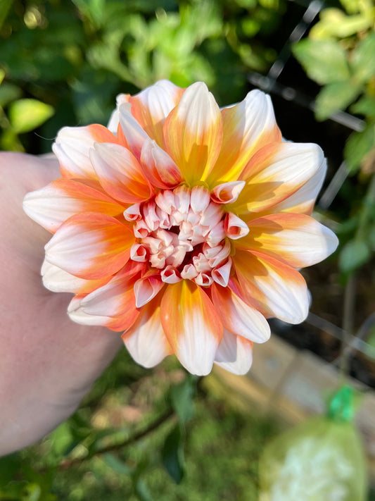 Dahlia Tuber - A La Mode