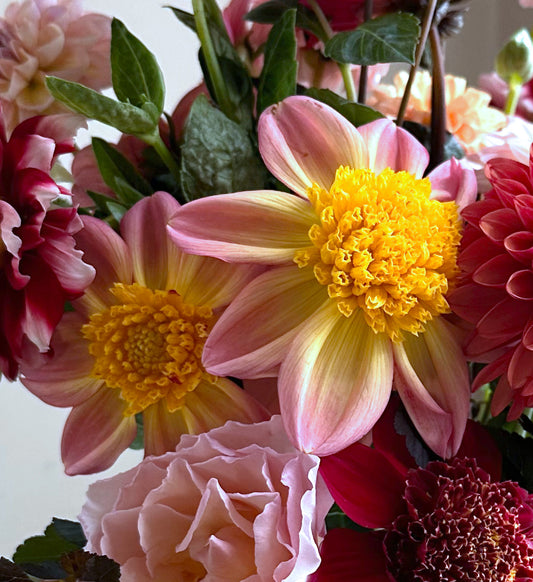 Dahlia Tuber - Bloomquist Golden