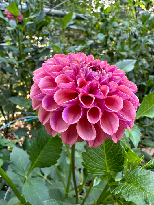 Dahlia Tuber - Caitlin's Joy