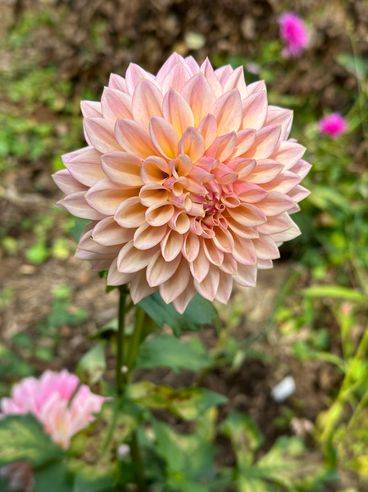 Dahlia Tuber - Coralie