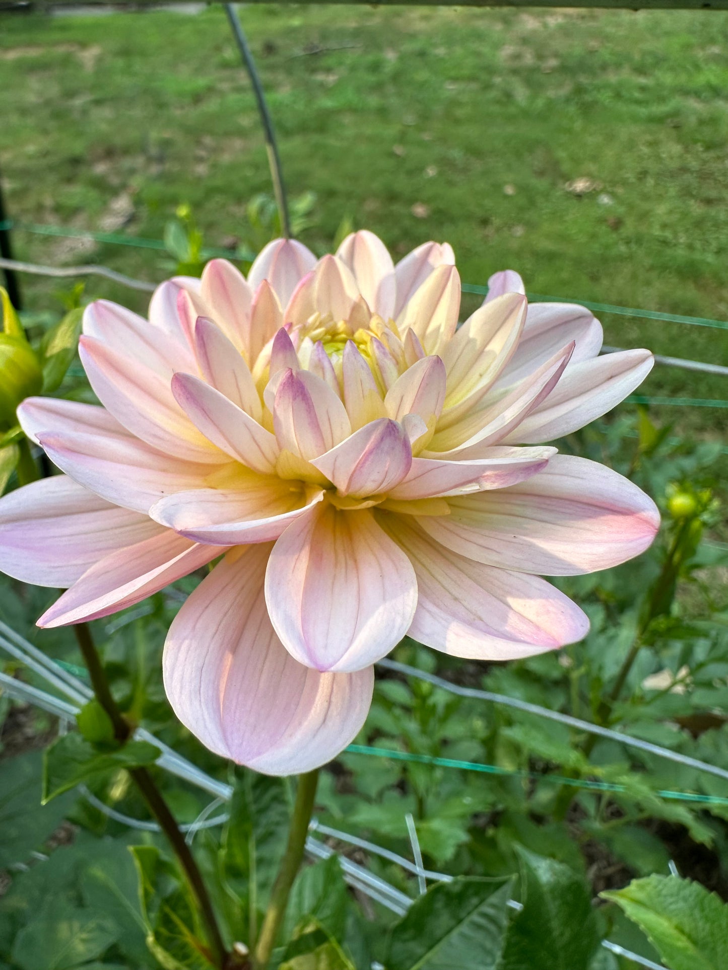 Dahlia Tuber - Diana's Memory