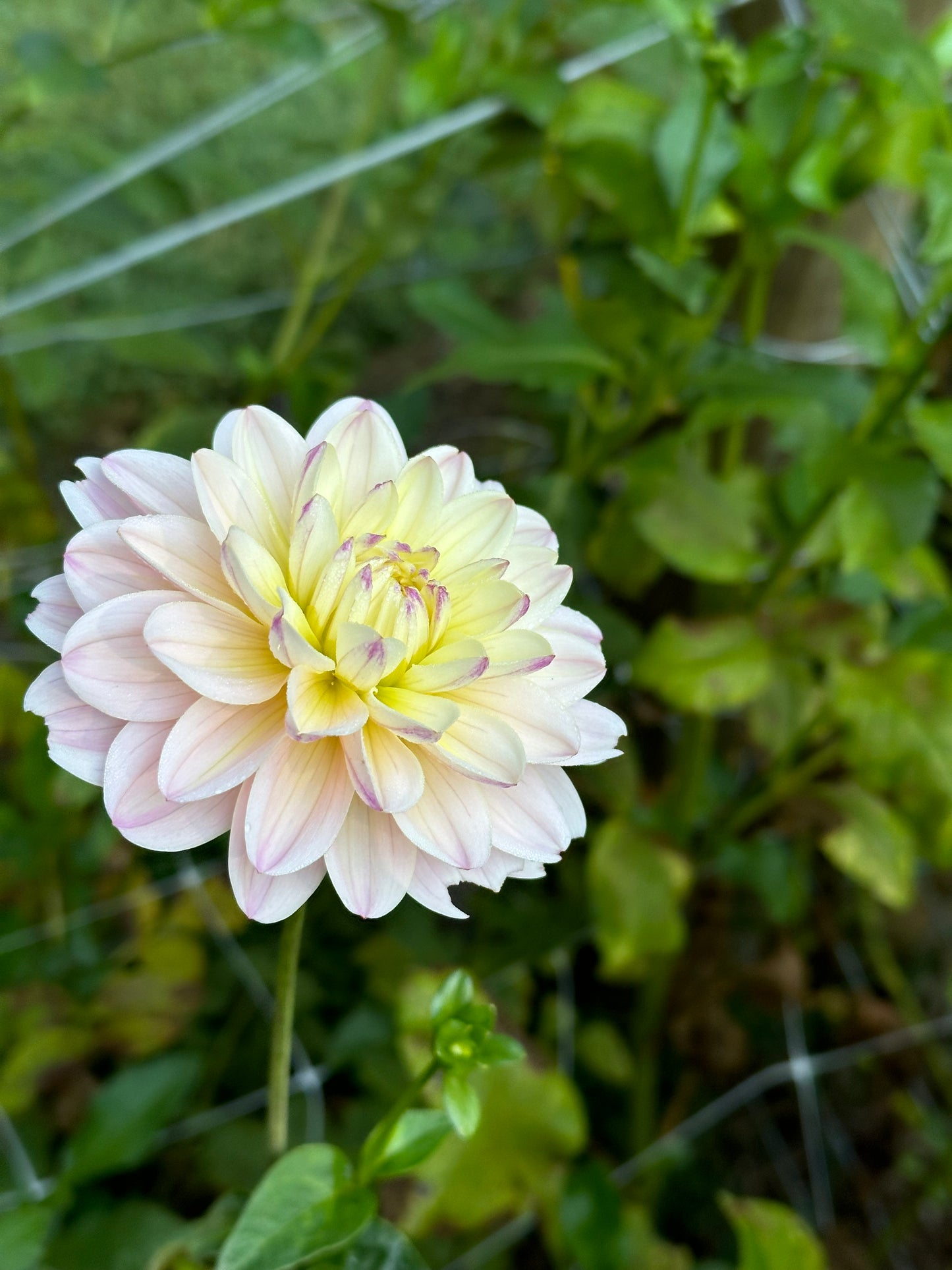 Dahlia Tuber - Diana's Memory
