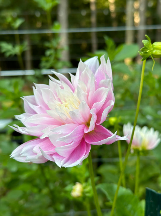 Dahlia Tuber - Evanah
