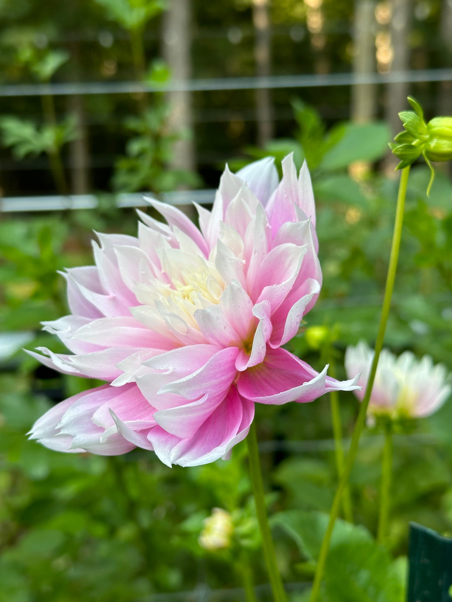 Dahlia Tuber - Evanah