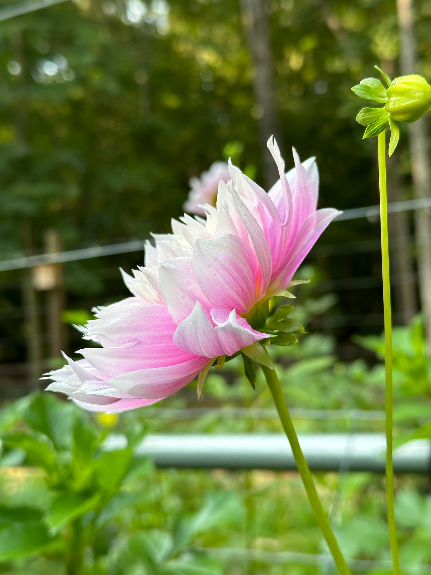 Dahlia Tuber - Evanah
