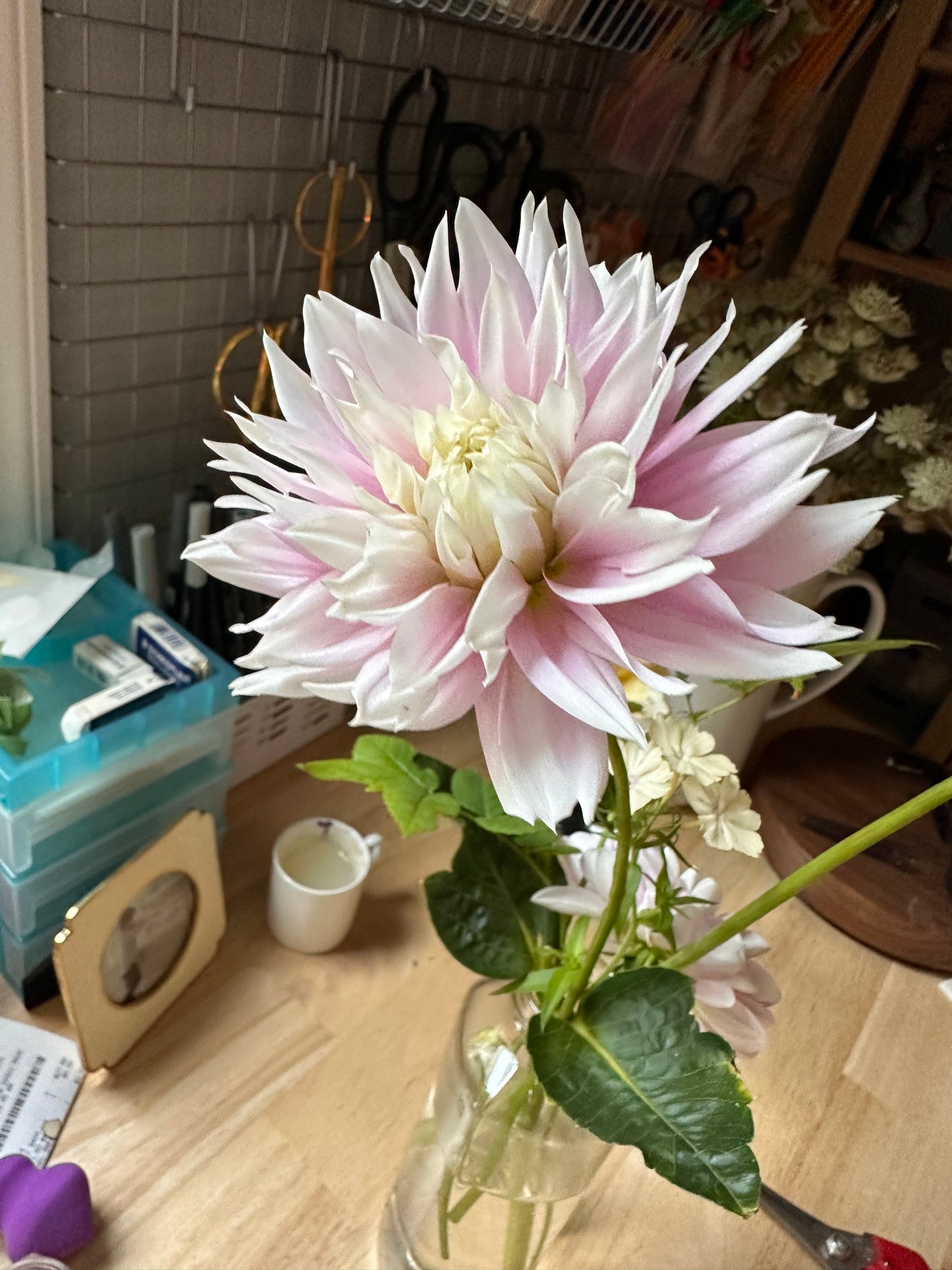 Dahlia Tuber - Evanah