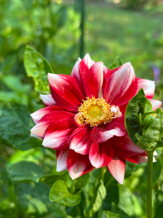 Dahlia Tuber - Fire and Ice