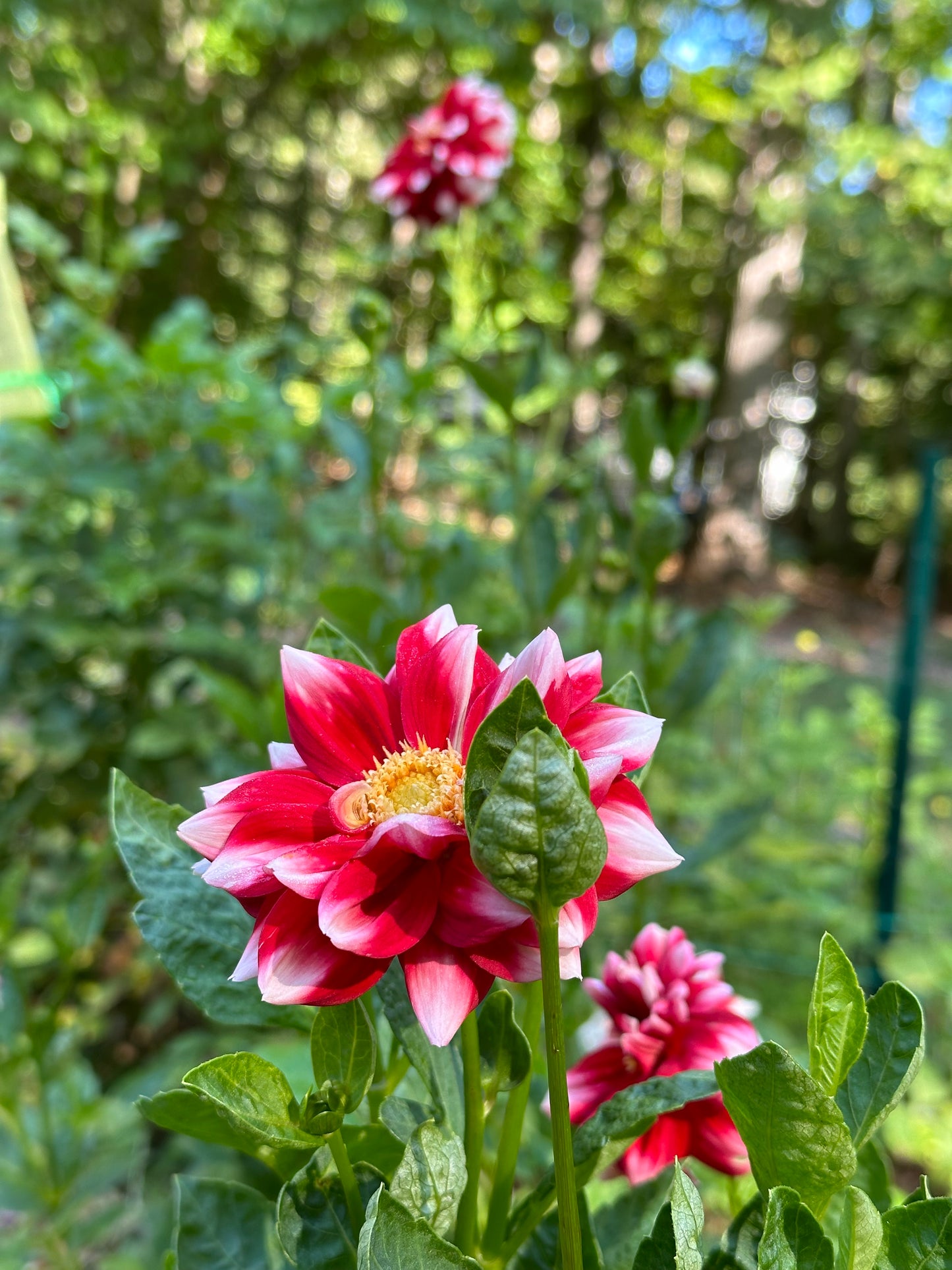 Dahlia Tuber - Fire and Ice
