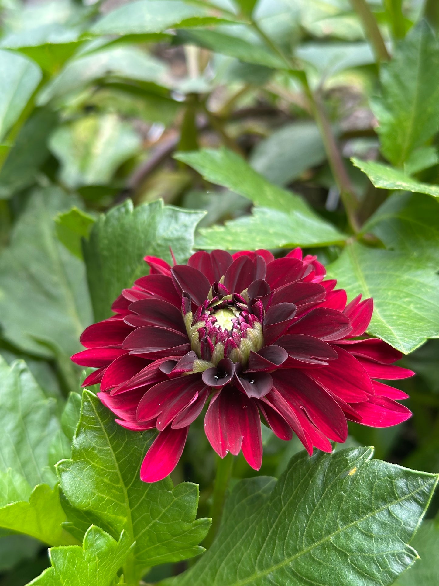 Dahlia Tuber - Lights Out