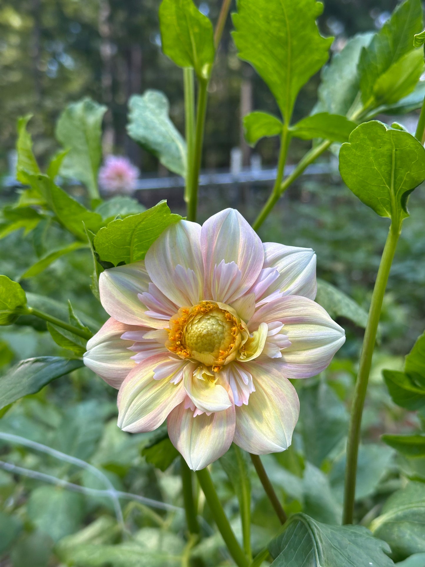 Dahlia Tuber - Appleblossom