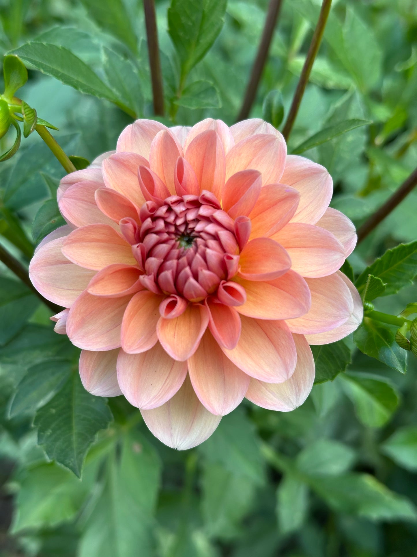 Dahlia Tuber - Apricot Desire
