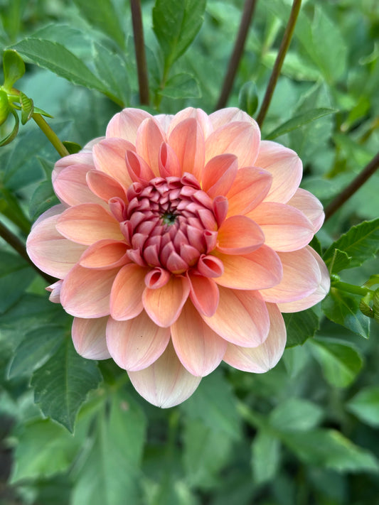 Dahlia Tuber - Apricot Desire
