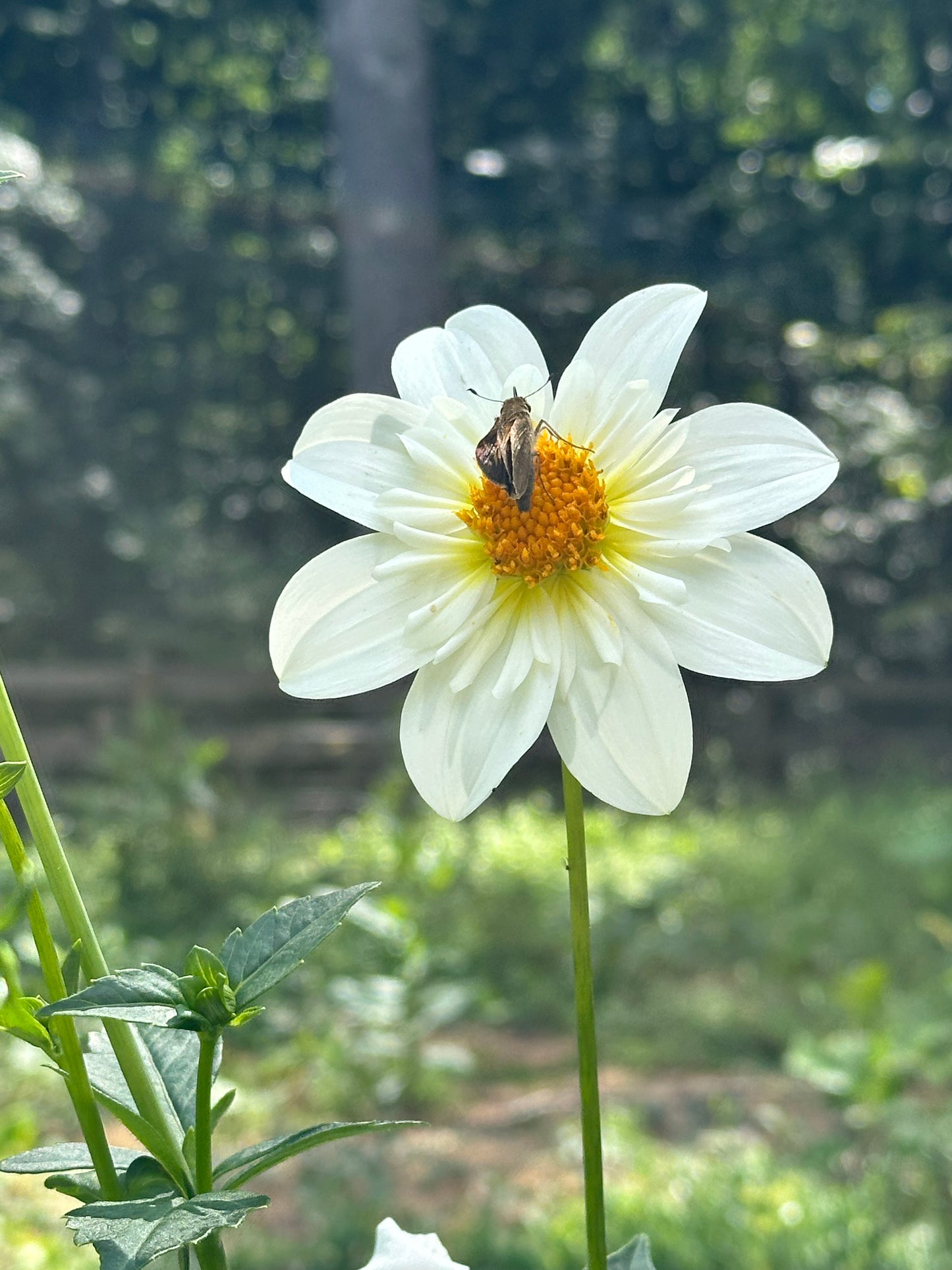 Dahlia Tuber - Alpen Cherub