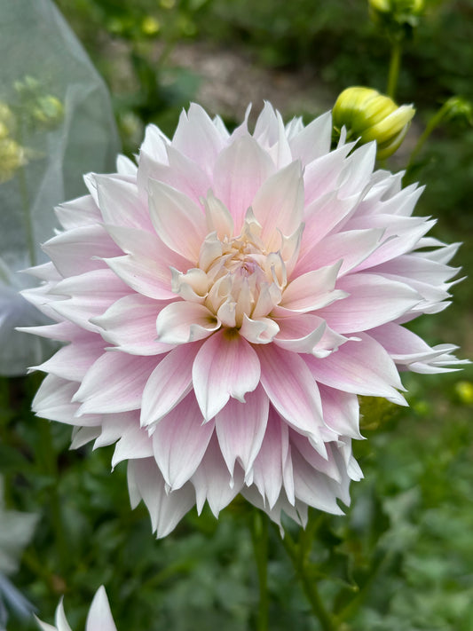 Dahlia Tuber - Evanah