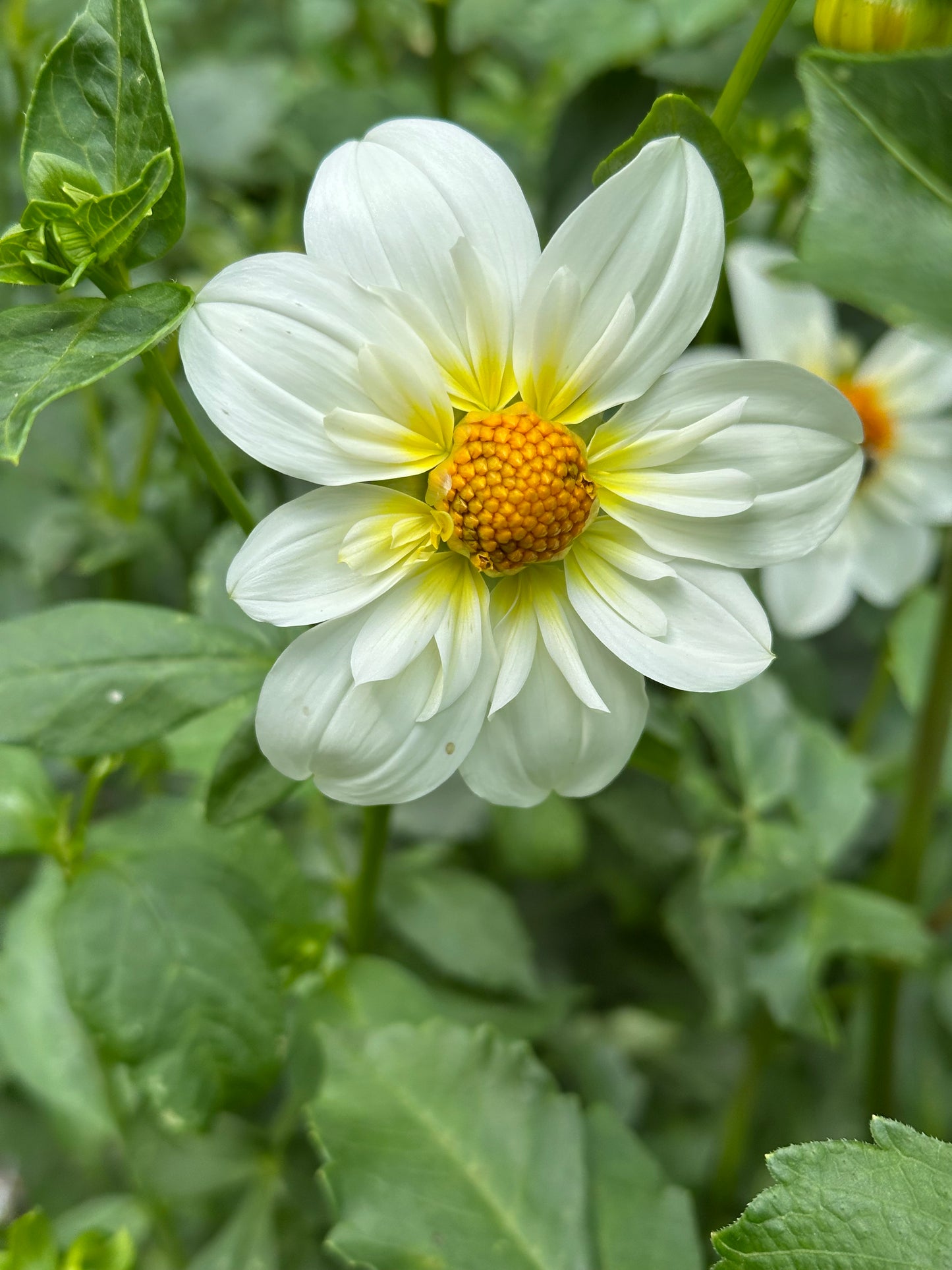 Dahlia Tuber - Alpen Cherub