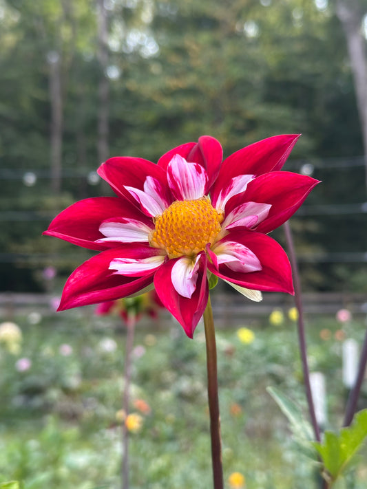Dahlia Tuber - Thicket's Rescue