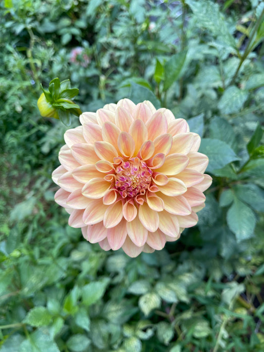 Dahlia Tuber - Bloomquist Alan