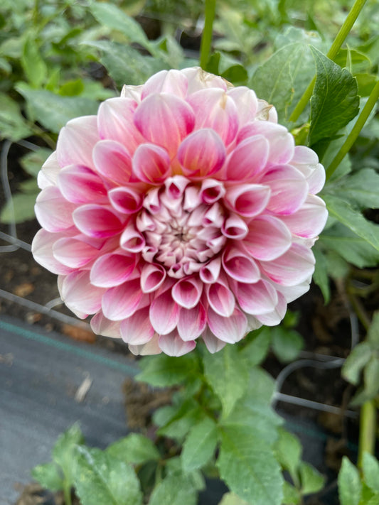 Dahlia Tuber - Hawaii